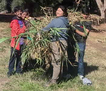 Volunteers removing giant cane from Berkeley's Aquatic Park.