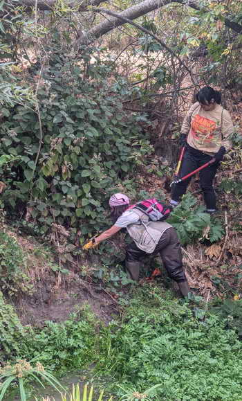 Removing broom in the Hillside Natural Area, with great view